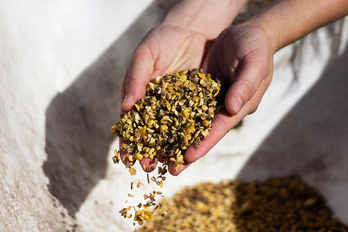 Mãos segurando um punhado de sementes de girassol